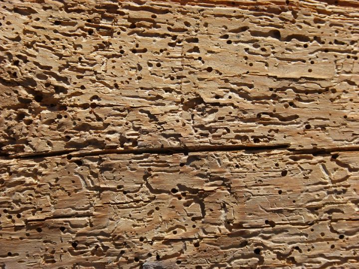 ¿Qué es la carcoma de la madera y cómo eliminarla?